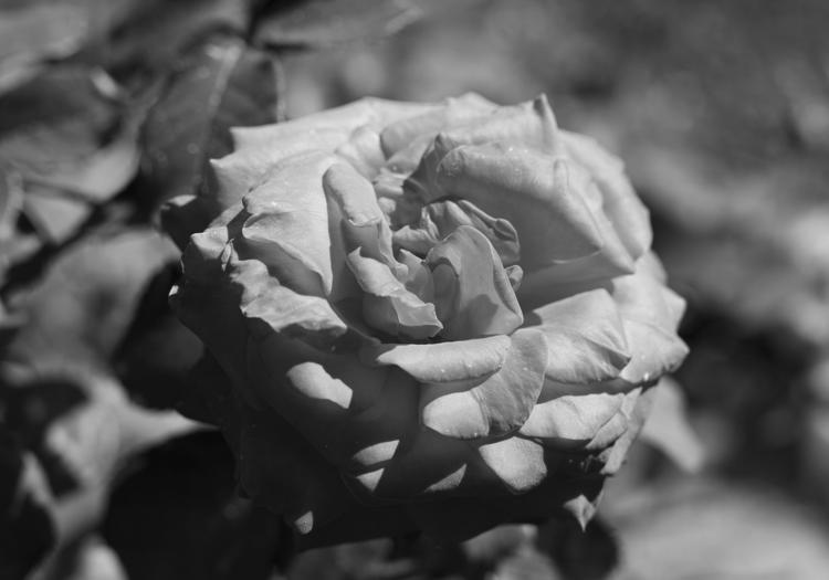 Diese Rose in schwarz-weiß ist genau das, wonach ich gesucht habe.